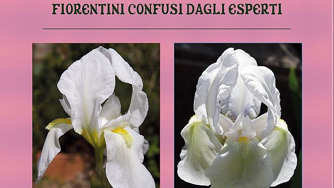 I due giaggioli bianchi confusi dagli esperti 