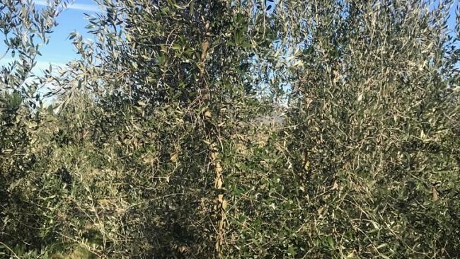 Due varietà di ulivo brevettate dall'Università di Pisa