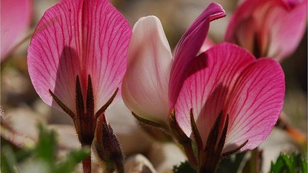 Realizzato il primo censimento di tutte le piante che crescono solo in Italia