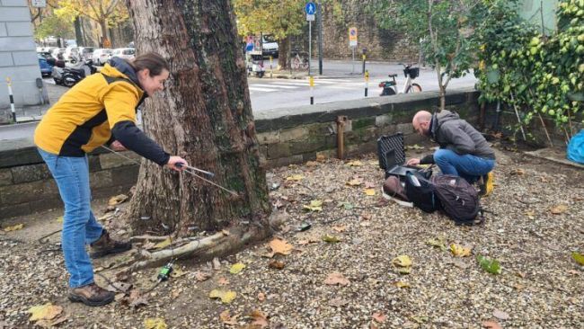 Piano alberi sull'Arno a Firenze: si mappano 500 grandi piante