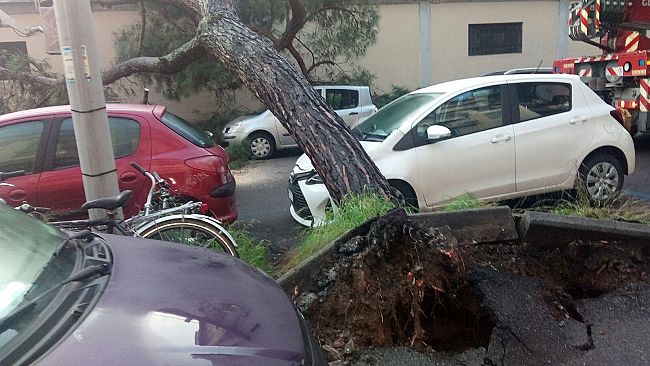 Alberi caduti a Firenze: tra abbattimenti e manutenzione