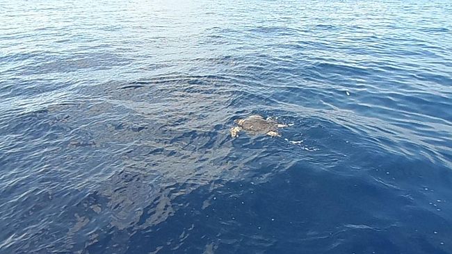 Con la tartaruga alla scoperta delle Secche della Meloria