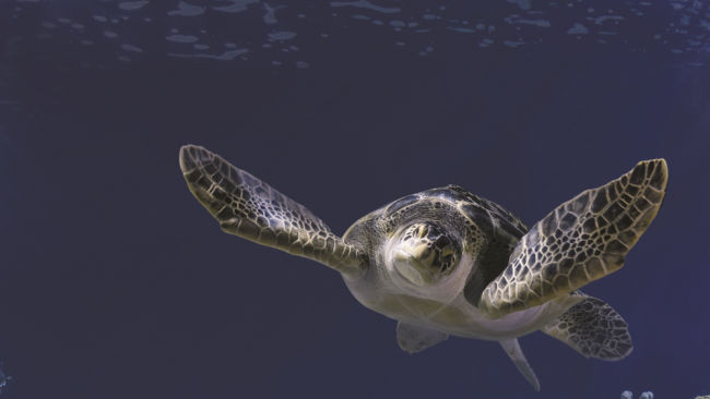 Pasqua: all’Acquario di Livorno un mare di visitatori