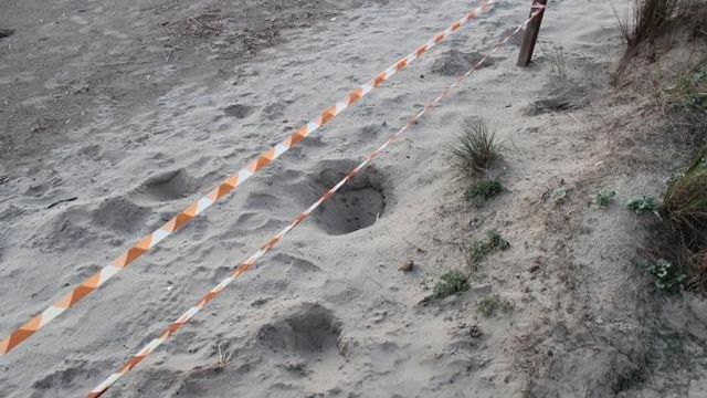 Nate all'Elba 103 tartarughe: Pegaso ai protagonisti dell'evento