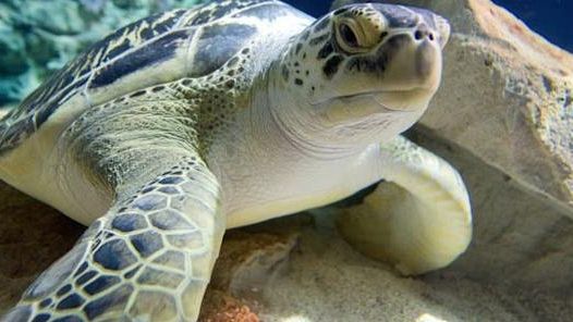 Torna in mare la tartaruga ritrovata nel mese di luglio