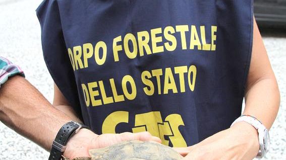 La Forestale blocca un traffico illegale di tartarughe su internet (Video)