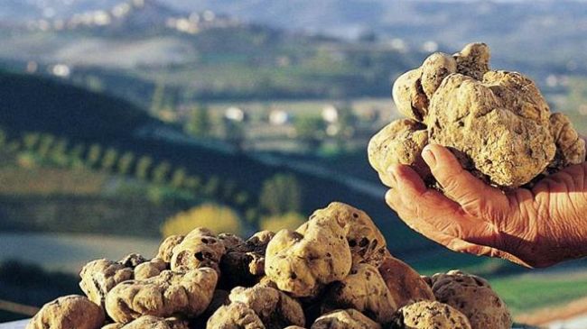 Tartufo: da San Giovanni d'Asso ad Alba un patrimonio Unesco