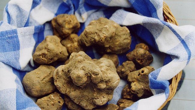 Tartufo re a Barberino del Mugello il 26 e 27 ottobre