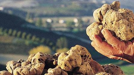 Alla ricerca dell’oro bianco