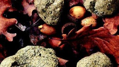 Tartufo Scorzone: sabato 21 giugno mercato, degustazioni e cena a tema a Castelfiorentino