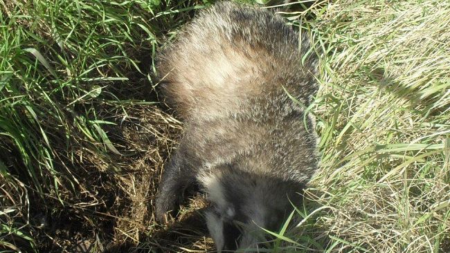 Pistoia: la Provincia senza il servizio di soccorso della fauna selvatica