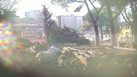 Crolla a terra un pino nel cantiere degli ex Macelli
