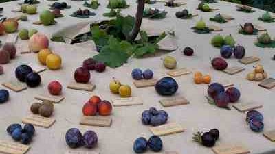 Con ''Pomarium'' la fruttà è protagonista