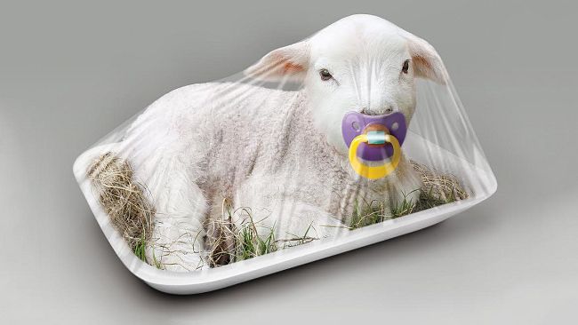 Agnelli e capretti a Pasqua: una petizione contro la macellazione