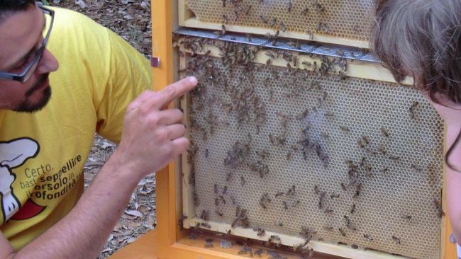 Quaracchi: il meraviglioso mondo delle Api