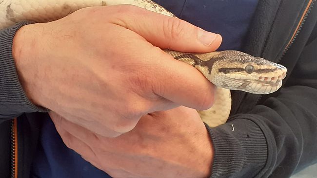 Maiano: pitone abbandonato, soccorso e curato