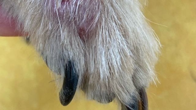 Che paura! La mia bestiola ha gonfiore ad una zampa