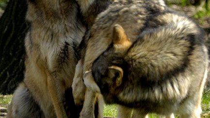 quanti-lupi-in-casentino-lo-scoprono-i-cittadini-col-wolf-howling