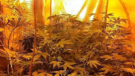 Firenze centro storico, coltiva marijuana in negozio