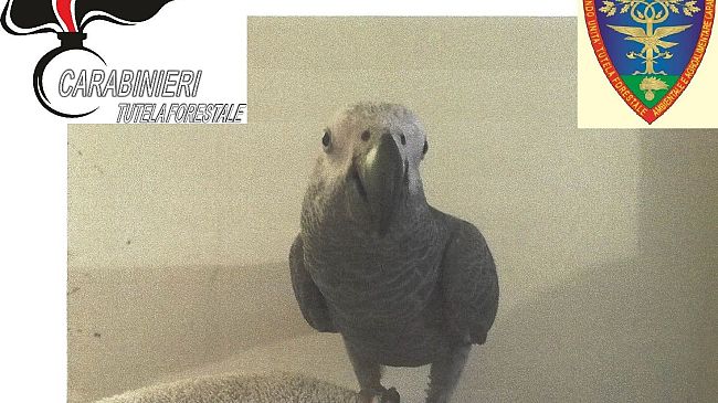 Pappagallo raro trovato a Brozzi, proviene dal Piemonte