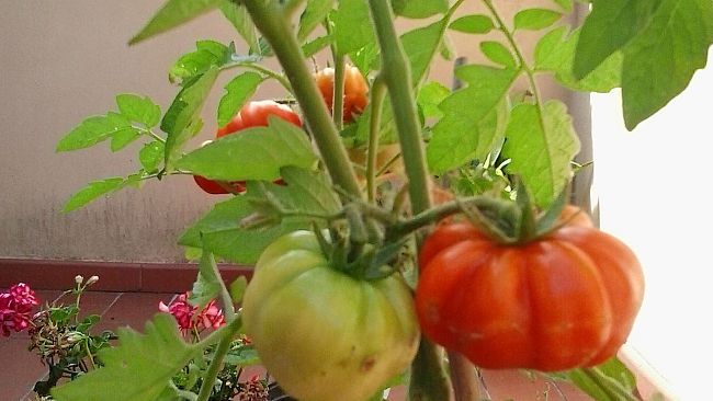 Orto mania in Toscana