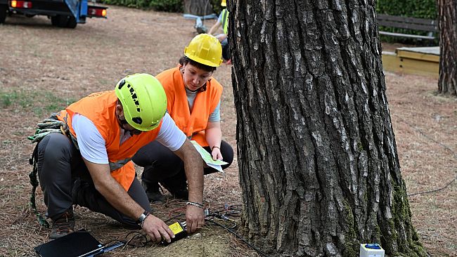 Firenze: controllati 1200 alberi in scuole e asili 