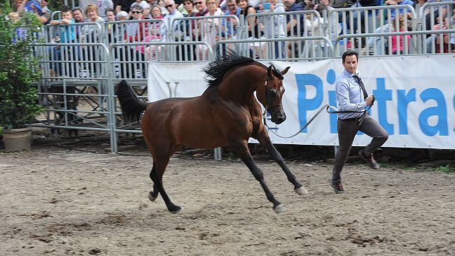 Meravigliosi purosangue arabi in Versiliana 