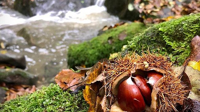 La castagnatura di Raggiolo diventa on line: 31 ottobre-8 dicembre