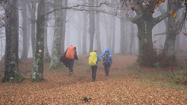 Parco Foreste Casentinesi: turisti affezionati e 'digitali'