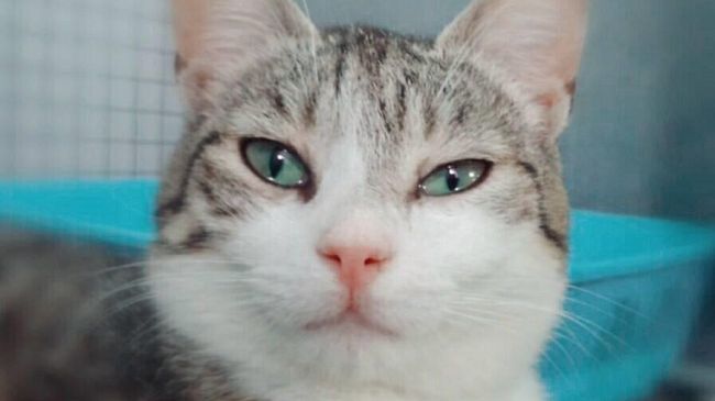 Abbandono di animali domestici: più gatti che cani