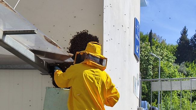 Ospedale Ponte a Niccheri, messe in salvo 60mila api