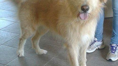 Adotta un cane: il 17 luglio all'Off Bar