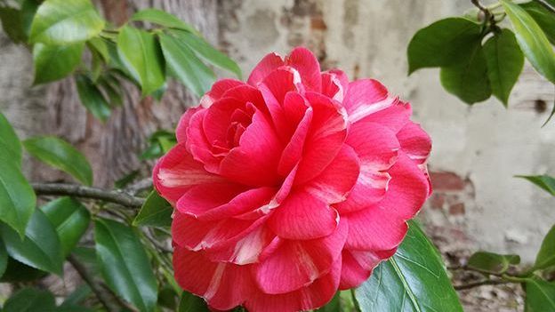 Sabato Botanico a Pisa