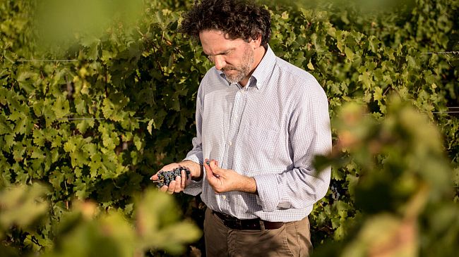 Ornellaia 2020, annata super