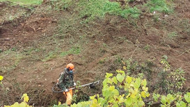 Giornata nazionale degli alberi: impegno per la tutela e valorizzazione della vegetazione