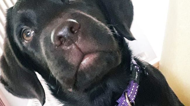 Diabete in Toscana, si potenzia il servizio con i cani 'salvavita'