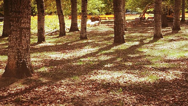 Aree verdi, 5 nuove ditte per la manutenzione