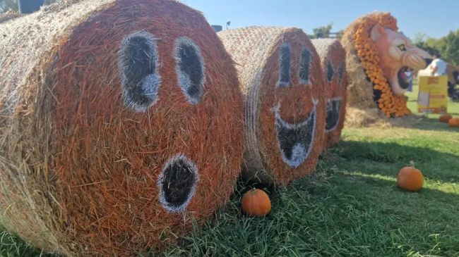 Lo zuccaturismo e il fascino terrificante di Halloween
