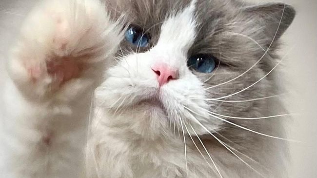 A Prato torna l’Esposizione Internazionale Felina