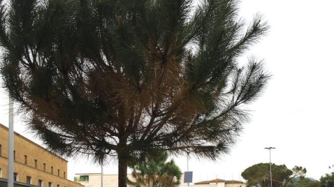 Verde urbano, incontro ad Agraria