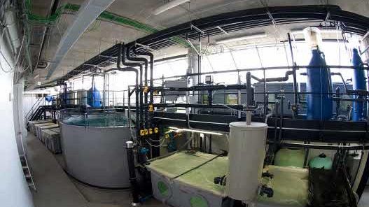 L’Acquario di Livorno svela i segreti 'dietro le quinte'