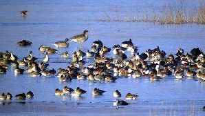 Padule di Fucecchio: mozione Pd chiede piano coordinato a comitato consultivo