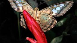 Collodi Butterfly House: ultimo giorno per le fotografie di Alberto Andreini