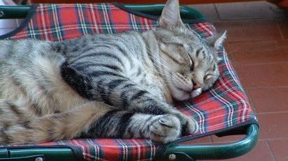 Animali domestici: un centralino per soccorrerli, attivo 24 ore su 24