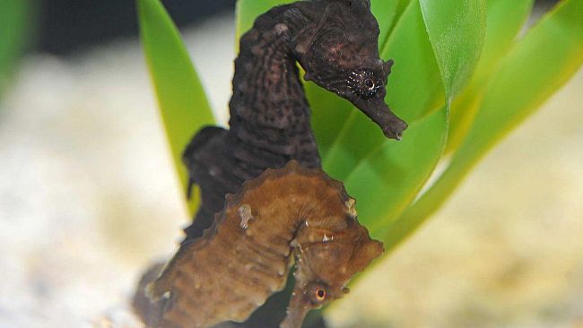 Nuovi ospiti all'Acquario