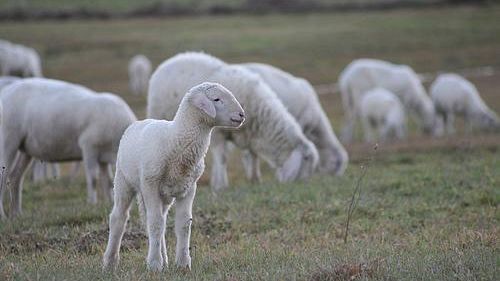 Toscana carnivora: come lupi per agnelli