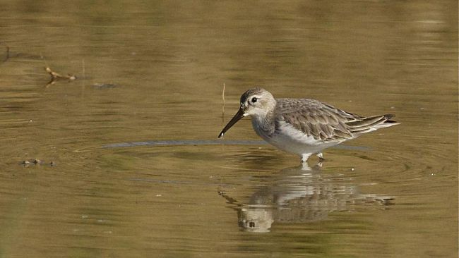 Sesto Fiorentino: un nuovo stagno per la flora e la fauna