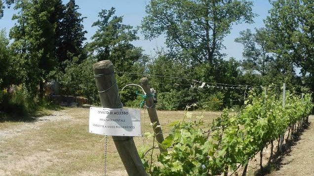 Danni da ungulati, 300.000 euro l’anno di rimborsi, raddoppiati gli abbattimenti