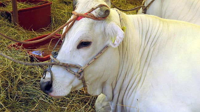 Zootecnica, miglioramento genetico e biodiversità