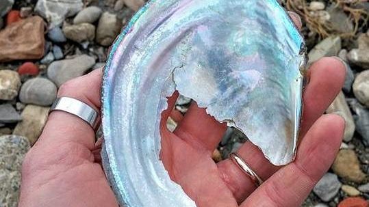 Conchiglie d'Arno: testimoni dell' ecosistema alterato dall' uomo